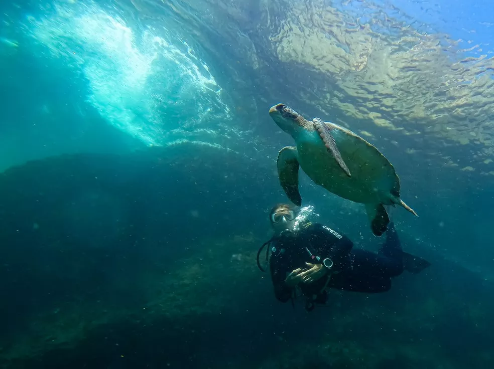 Tartaruga-verde, espécie da Baía de Guanabara, deixa lista de animais ameaçados de extinção