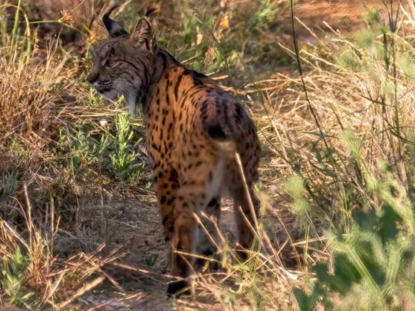 Já há mais de 1000 linces ibéricos em Portugal e Espanha