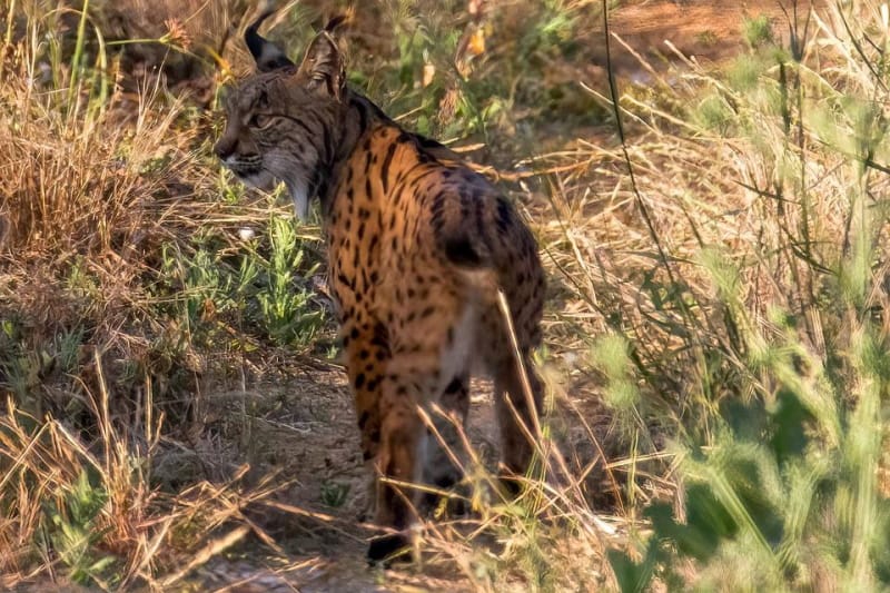 Já há mais de 1000 linces ibéricos em Portugal e Espanha