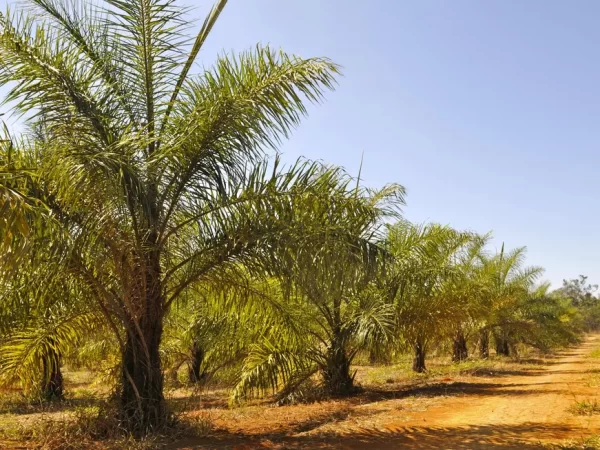 Macaúba pode substituir soja na produção de biodiesel