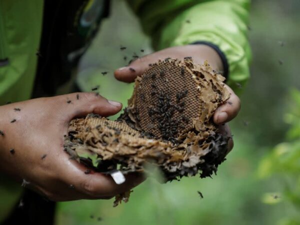 Casal constrói santuário para abelhas no meio da floresta para salvá-las da extinção