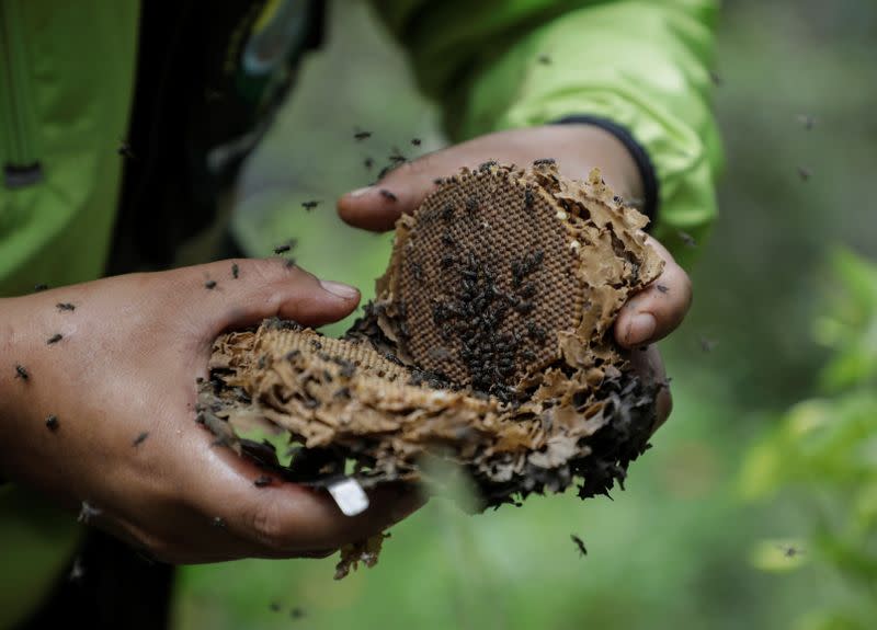 Casal constrói santuário para abelhas no meio da floresta para salvá-las da extinção