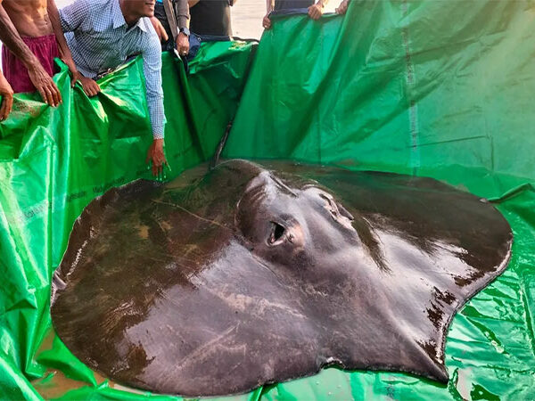 Arraia enorme bate novo recorde mundial de maior peixe de água doce