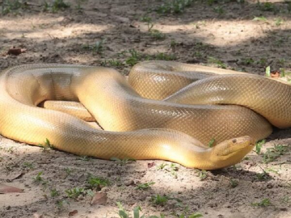 Anaconda “mutante” é encontrada no Pará