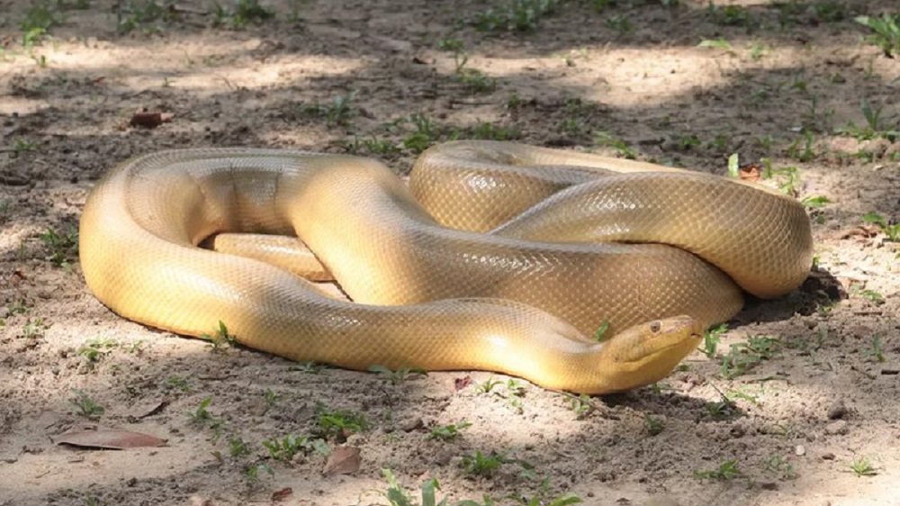 Anaconda “mutante” é encontrada no Pará