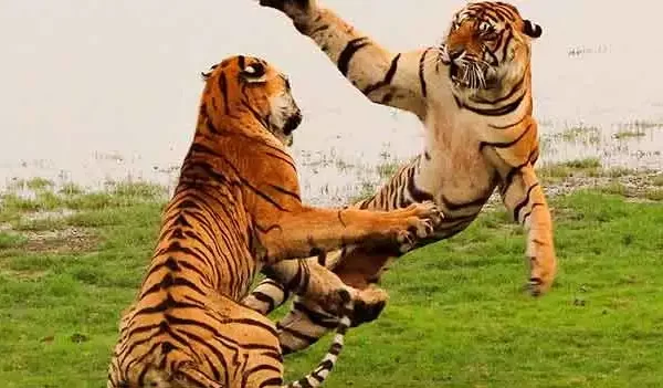 Tigre, esperança para o felino gigante