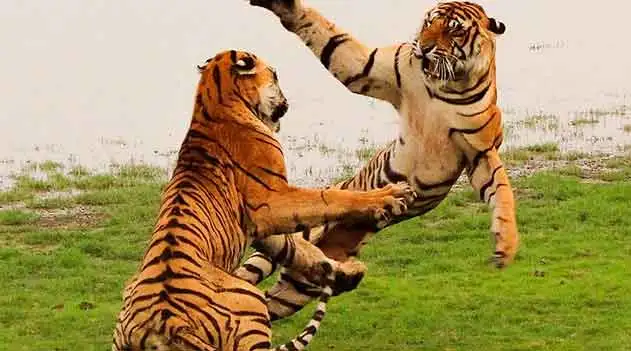 Tigre, esperança para o felino gigante