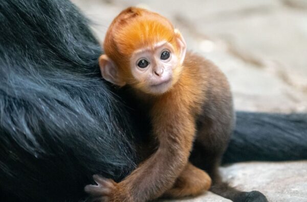 Macaco extremamente raro nasceu no zoo de Cleveland e está a arrancar suspiros