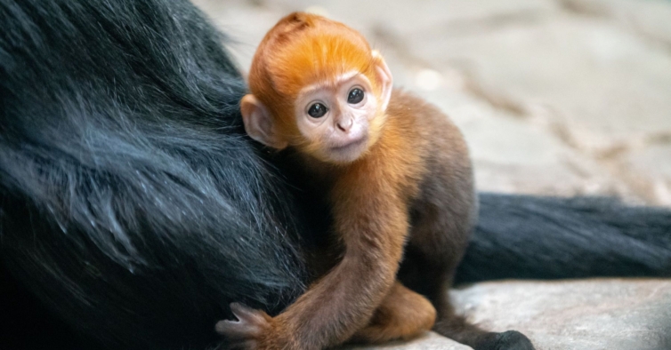 Macaco extremamente raro nasceu no zoo de Cleveland e está a arrancar suspiros