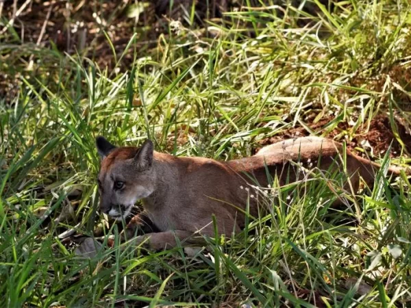 25 mil pessoas pedem construção de passagem para animais no Tapetão, interior de SP