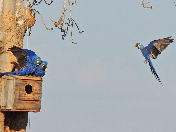 Perda de habitat e mudanças climáticas devolvem arara-azul à lista de espécies ameaçadas