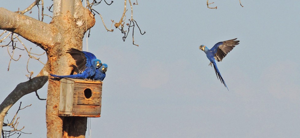 Perda de habitat e mudanças climáticas devolvem arara-azul à lista de espécies ameaçadas