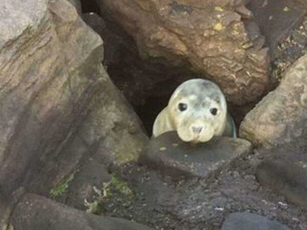 Foca presa em rochas aguarda esperançosa que alguém a resgate