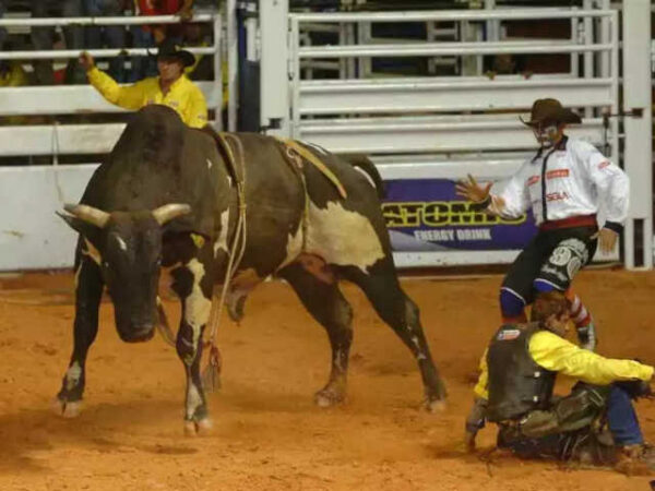 Juiz proíbe rodeios com animais em Minas Gerais: ‘Sofrimentos atrozes até a morte’