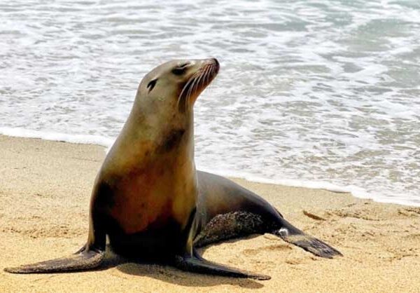 Amigos improváveis: leão-marinho junta-se a cão durante brincadeira na praia