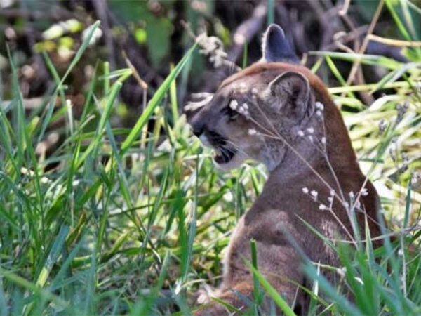 Após onça entrar em hospital de Campinas (SP), ambientalistas cobram passagens de fauna