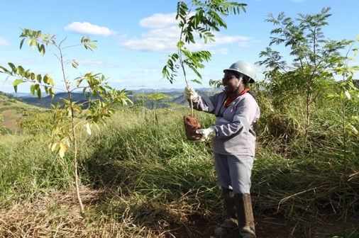 Plantio de mudas altas em áreas de reflorestamento favorece aumento da biodiversidade na Zona da Mata Mineira