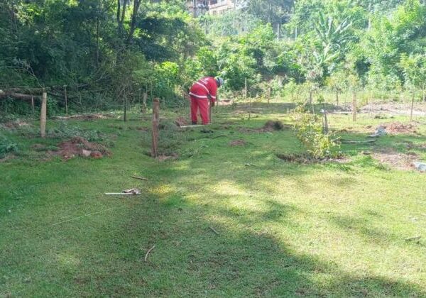 Projeto Montes Verdes planta mais de 6 mil árvores em encostas da capital