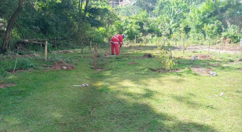 Projeto Montes Verdes planta mais de 6 mil árvores em encostas da capital