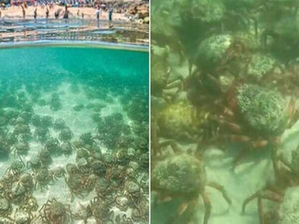 Milhares de caranguejos-aranha venenosos chegam a praia na Inglaterra