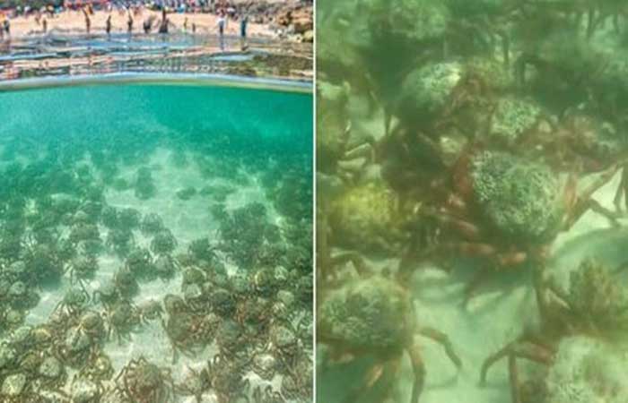 Milhares de caranguejos-aranha venenosos chegam a praia na Inglaterra