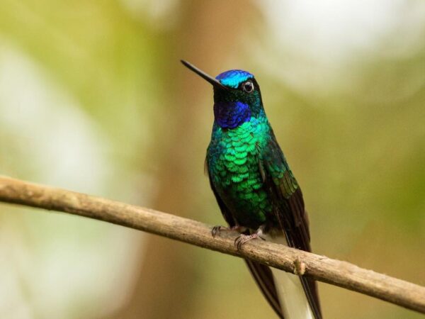 Eles encontram um beija-flor que se acreditava extinto nas montanhas colombianas, uma das 10 espécies de aves mais procuradas do mundo