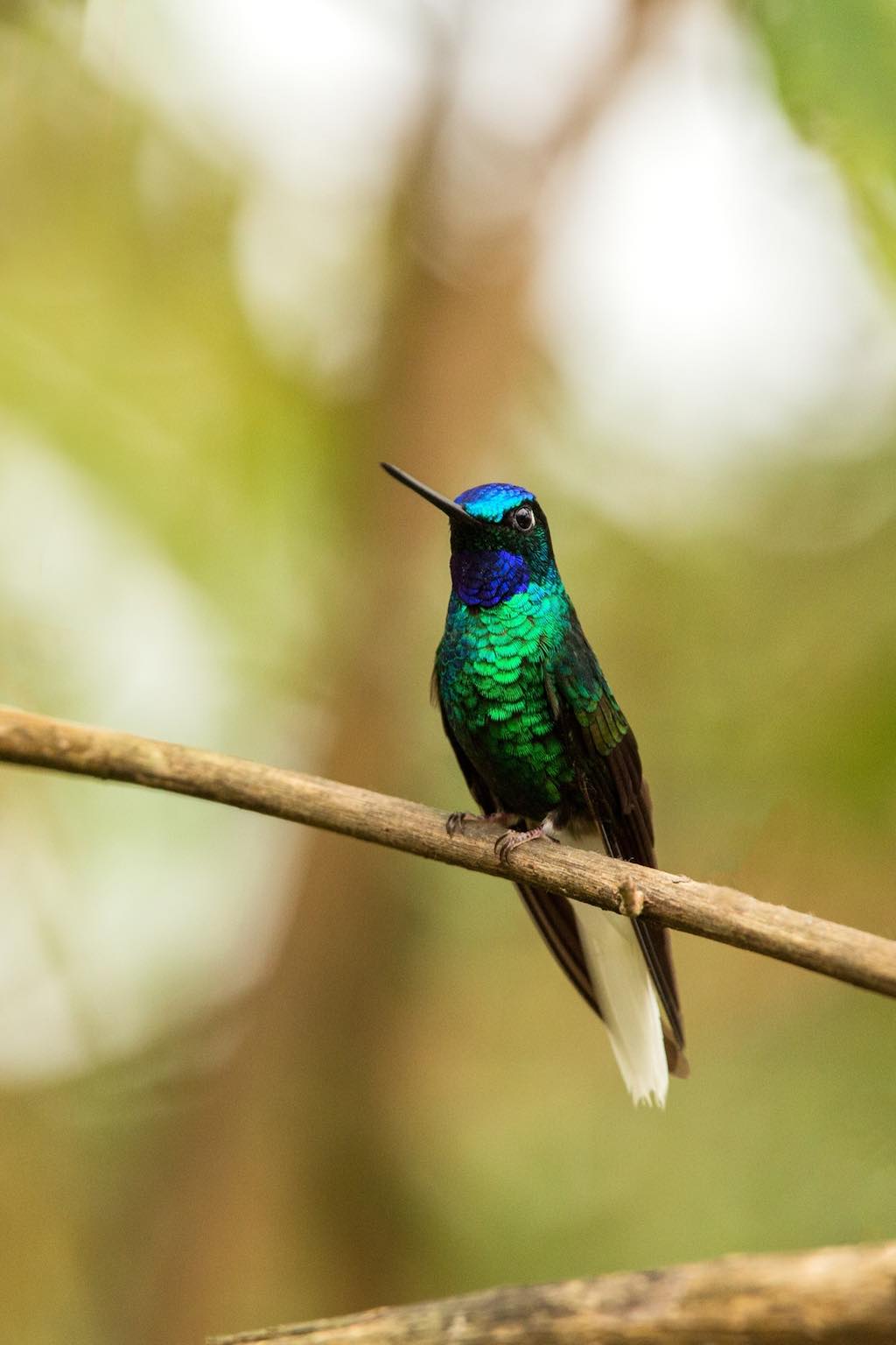 Eles encontram um beija-flor que se acreditava extinto nas montanhas colombianas, uma das 10 espécies de aves mais procuradas do mundo