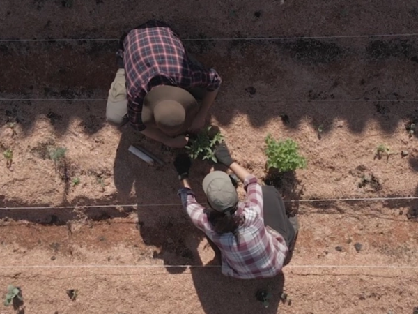 Como fazer uma horta agroflorestal em pequenos espaços