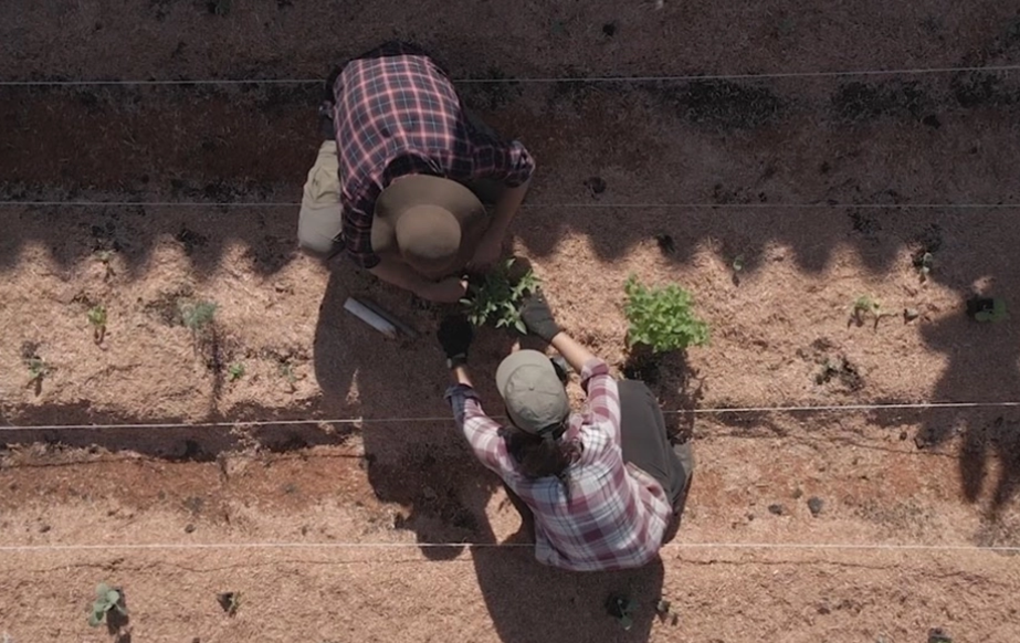 Como fazer uma horta agroflorestal em pequenos espaços