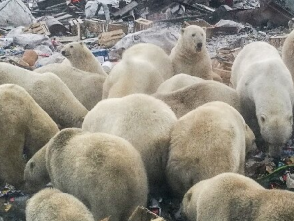 Com crise climática, ursos polares estão procurando comida no lixo dos homens