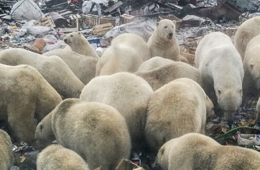 Com crise climática, ursos polares estão procurando comida no lixo dos homens