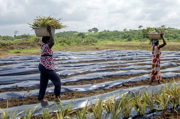 Poluição plástica tornou-se generalizada em solos agrícolas, segundo estudo da FAO