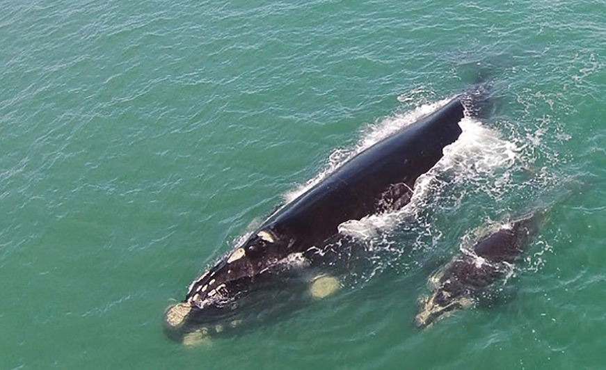 Está aberta a temporada para ver baleias em Santa Catarina