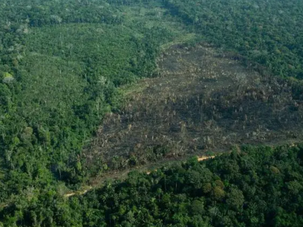 Amazonas tem seis das dez áreas protegidas mais ameaçadas do bioma