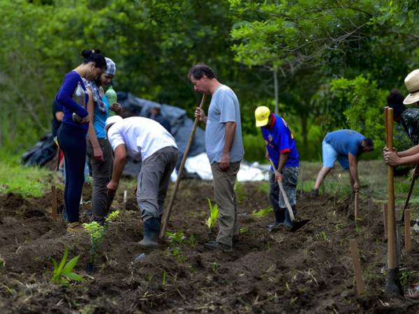 80 mil hectares do Vale do Paraíba ganharão agroflorestas