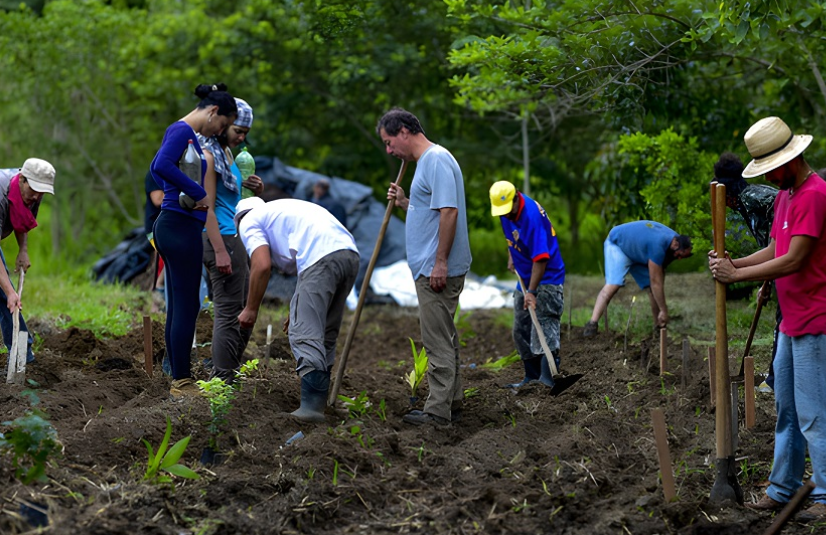 80 mil hectares do Vale do Paraíba ganharão agroflorestas