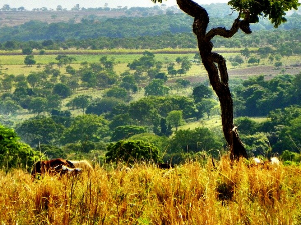 Cientistas apontam caminhos para restauração de savanas