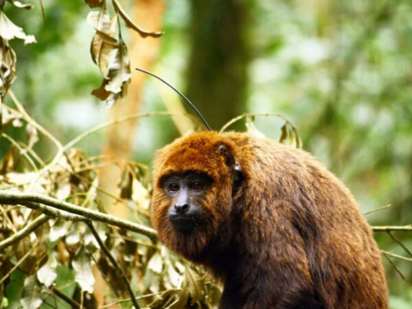 Município do Rio de Janeiro tem mais de 520 espécies ameaçadas de extinção