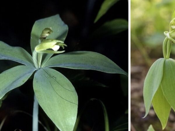 Orquídea rara que se acreditava estar extinta há 120 anos é redescoberta por botânicos nos EUA