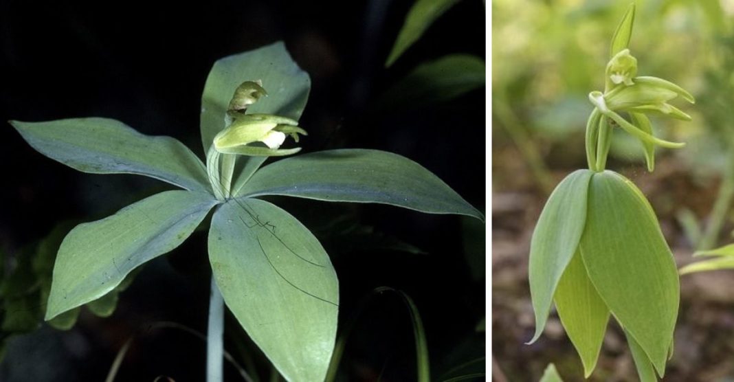 Orquídea rara que se acreditava estar extinta há 120 anos é redescoberta por botânicos nos EUA