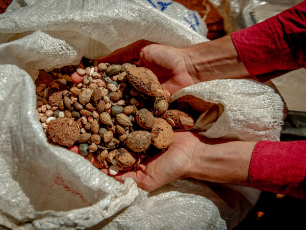 Projeto une produção de alimentos e restauração do Cerrado