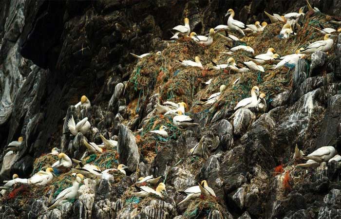 Poluição plástica: pássaros em todo o mundo estão vivendo em nosso lixo