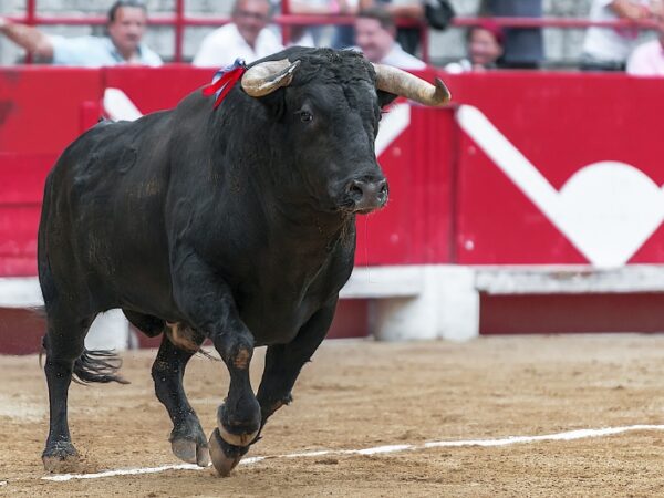 Juiz proíbe touradas na maior praça de touros do Mundo