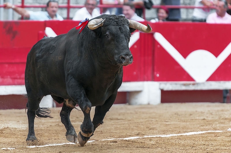 Juiz proíbe touradas na maior praça de touros do Mundo