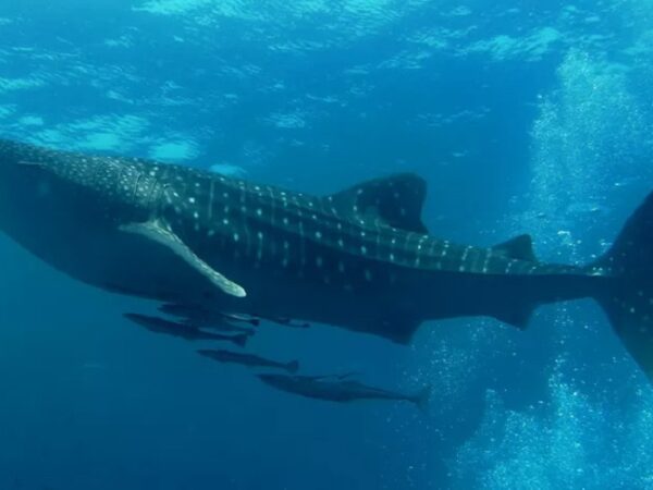 Maior onívoro do mundo é o maior de todos os peixes: o tubarão-baleia