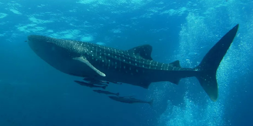 Maior onívoro do mundo é o maior de todos os peixes: o tubarão-baleia