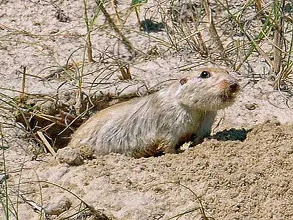 Tuco-tuco, roedor exclusivo da América do Sul, tem espécies ameaçadas pela perda de habitat