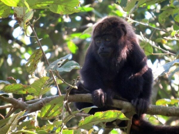 Primatas não transmitem a “varíola dos macacos”