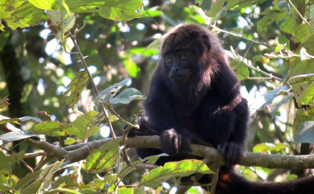 Primatas não transmitem a “varíola dos macacos”
