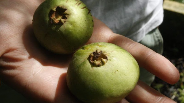 De cambuci a uvaia, conheça 5 frutos em risco de extinção no bioma de Mata Atlântica